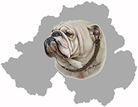Northern Ireland Bulldog Club logo